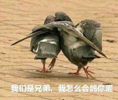 关于反杀骗子再被骗子反杀(  ･᷄ὢ･᷅)
