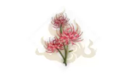妄想山海彼岸花花束制作方法