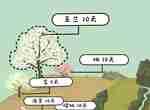 老农种树所有树图鉴 种树种类大全