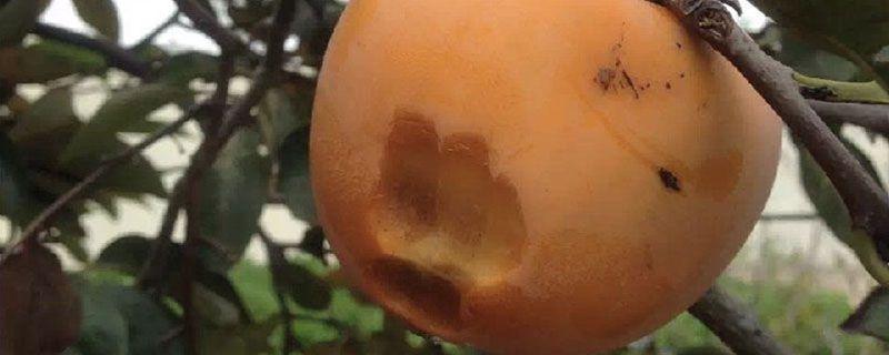家庭柿饼的制作方法