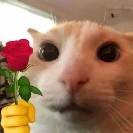 春暖花开！猫猫拿玫瑰花表情包送给你