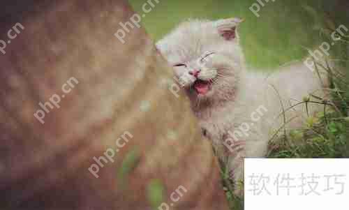 新手必看:正确网购英国短毛猫指南