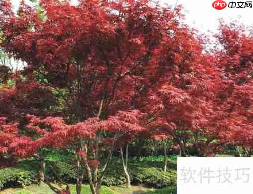 红枫种植技巧:从选种到养护的详细指南
