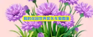 紫矢车菊怎么养：花园里的种植与养护经验指南