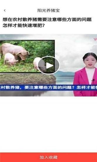 阳光养猪宝红包版