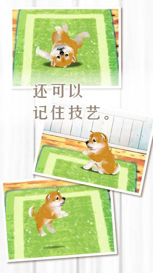 养育柴犬的治愈游戏