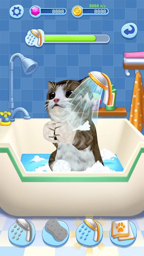 我的小猫咪养成记