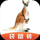 袋鼠转
