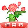 海棠转