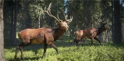 猎人荒野的召唤