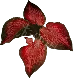 菜鸟游戏2
