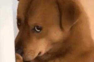 修勾是什么意思网络用语