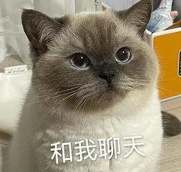 《抖音》逻辑猫是什么梗