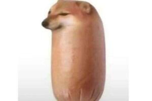 面包狗香肠狗是什么梗含义出处