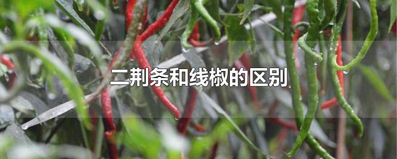 二荆条和线椒的区别-最新二荆条和线椒的区别整理解答