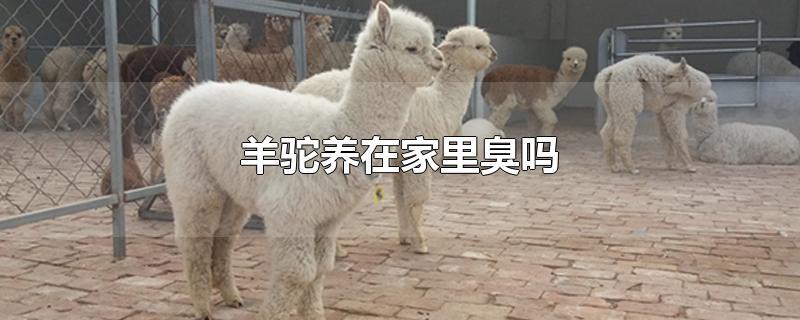 羊驼养在家里臭吗-最新羊驼养在家里臭吗整理解答