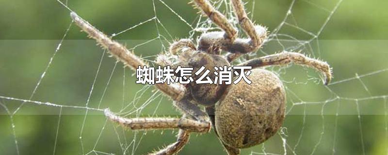 蜘蛛怎么消灭-最新蜘蛛怎么消灭整理解答