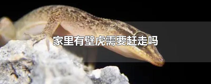 家里有壁虎需要赶走吗-最新家里有壁虎需要赶走吗整理解答