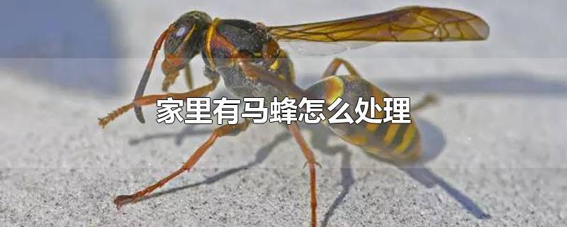 家里有马蜂怎么处理-最新家里有马蜂怎么处理整理解答