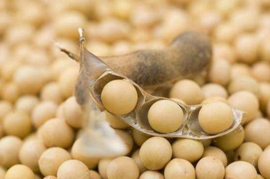 芒种可以种什么作物-最新芒种可以种什么作物整理解答