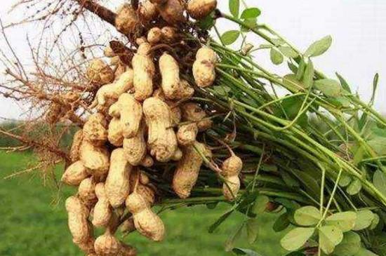 芒种可以种什么作物-最新芒种可以种什么作物整理解答