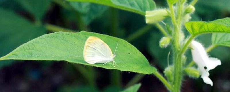 芒种可以种什么作物-最新芒种可以种什么作物整理解答