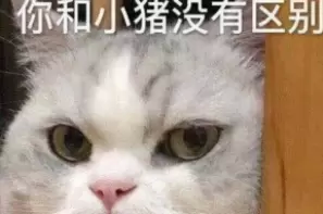 猪脑过载表情包分享