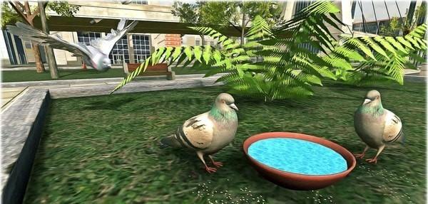 鸽子生存模拟最新版