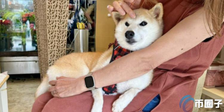 Doge主人新养柴犬Neiro霸占各公链Meme币榜!猫妹妹同名币GINNAN暴涨