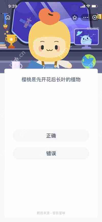 樱桃是先开花后长叶的植物