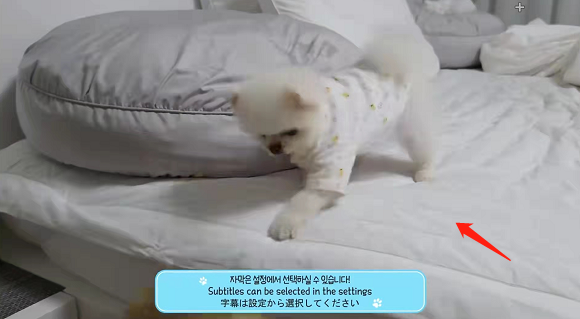 哔哩哔哩怎么录制视频 哔哩哔哩录制视频教程一览