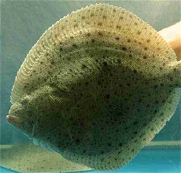 神奇海洋2月9日今日答案2025