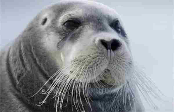 神奇海洋2月7日今日答案2025