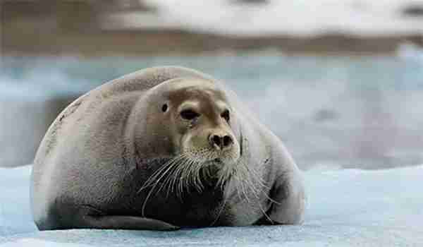 神奇海洋2月7日今日答案2025