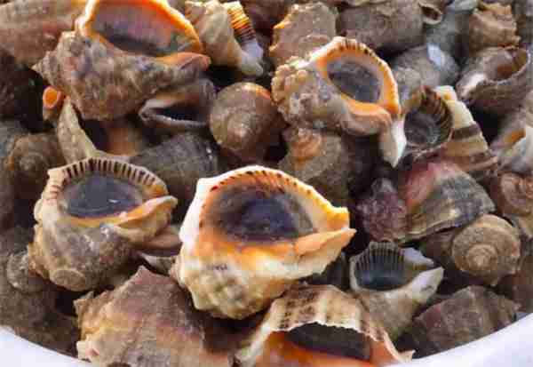 神奇海洋2月5日今日答案2025