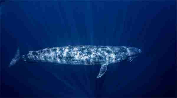 神奇海洋2月4日今日答案2025