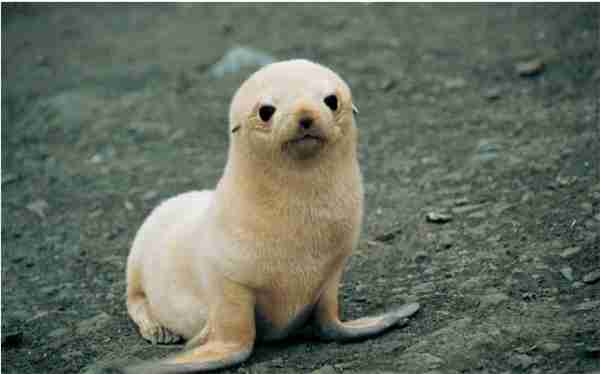 神奇海洋2月3日今日答案2025