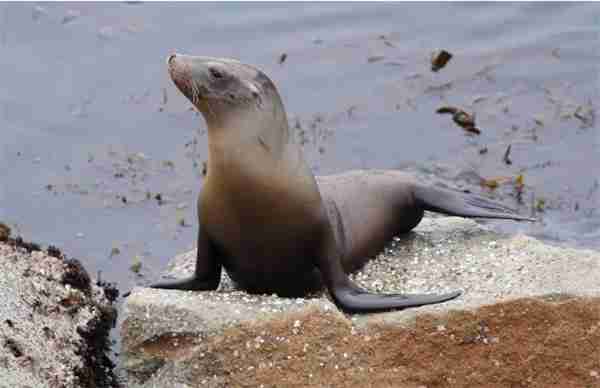 神奇海洋2月3日今日答案2025