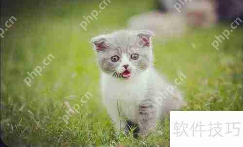 新手必看：正确网购英国短毛猫指南