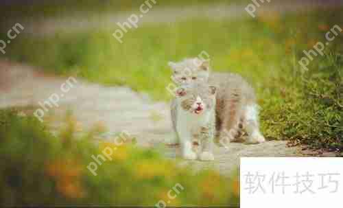 新手必看：正确网购英国短毛猫指南