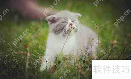 新手必看：正确网购英国短毛猫指南