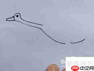 天鹅简笔画教程：学会画天鹅的方法