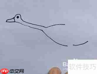 天鹅简笔画教程：学会画天鹅的方法