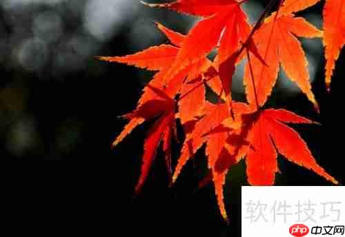 红枫种植技巧：从选种到养护的详细指南