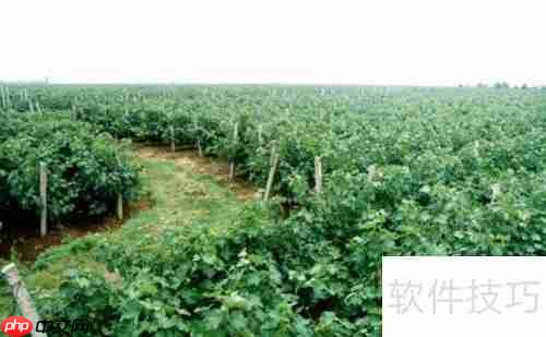 小岗村乡村旅游区游玩攻略