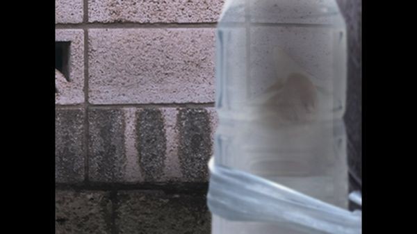 翌日猫之怪奇谭