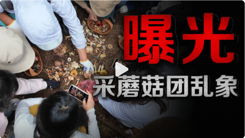 采蘑菇团乱象曝光：有节制的采集配合正确的采集方式 - 菜鸟下载