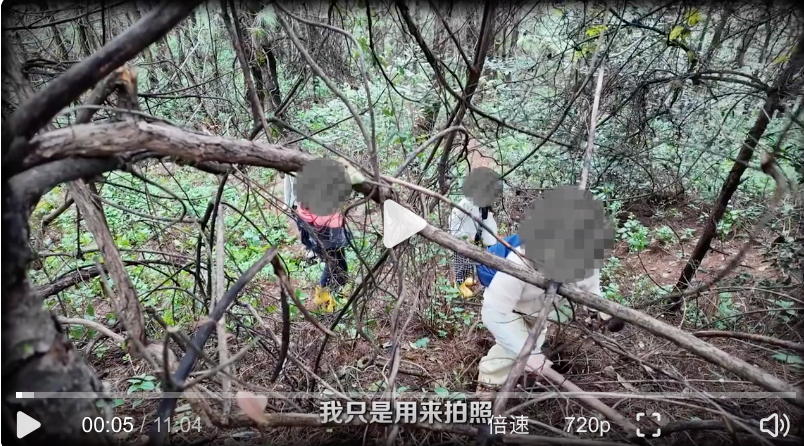 采蘑菇团乱象曝光：有节制的采集配合正确的采集方式 - 菜鸟下载