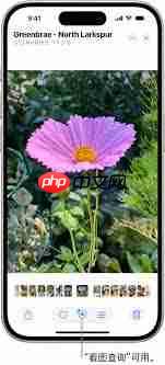 iPhone17promax怎么使用看图查询识别图片内信息