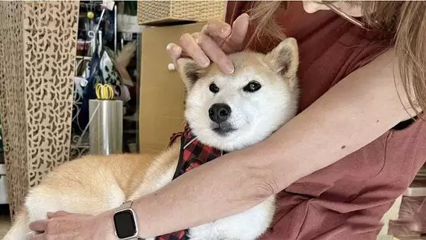 CZ回归币安疯狂上币用意何在？如何解读币安上币策略？市场未来预期如何？